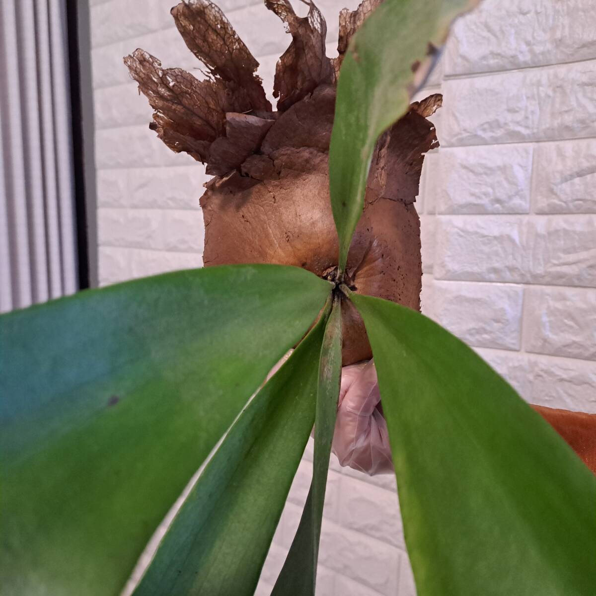 ☆ドワーフ系☆050XL ビカクシダ 植物(大株+)☆Platycerium ☆ドワーフ系☆050XL ビカクシダ 植物(大株+)☆Platycerium