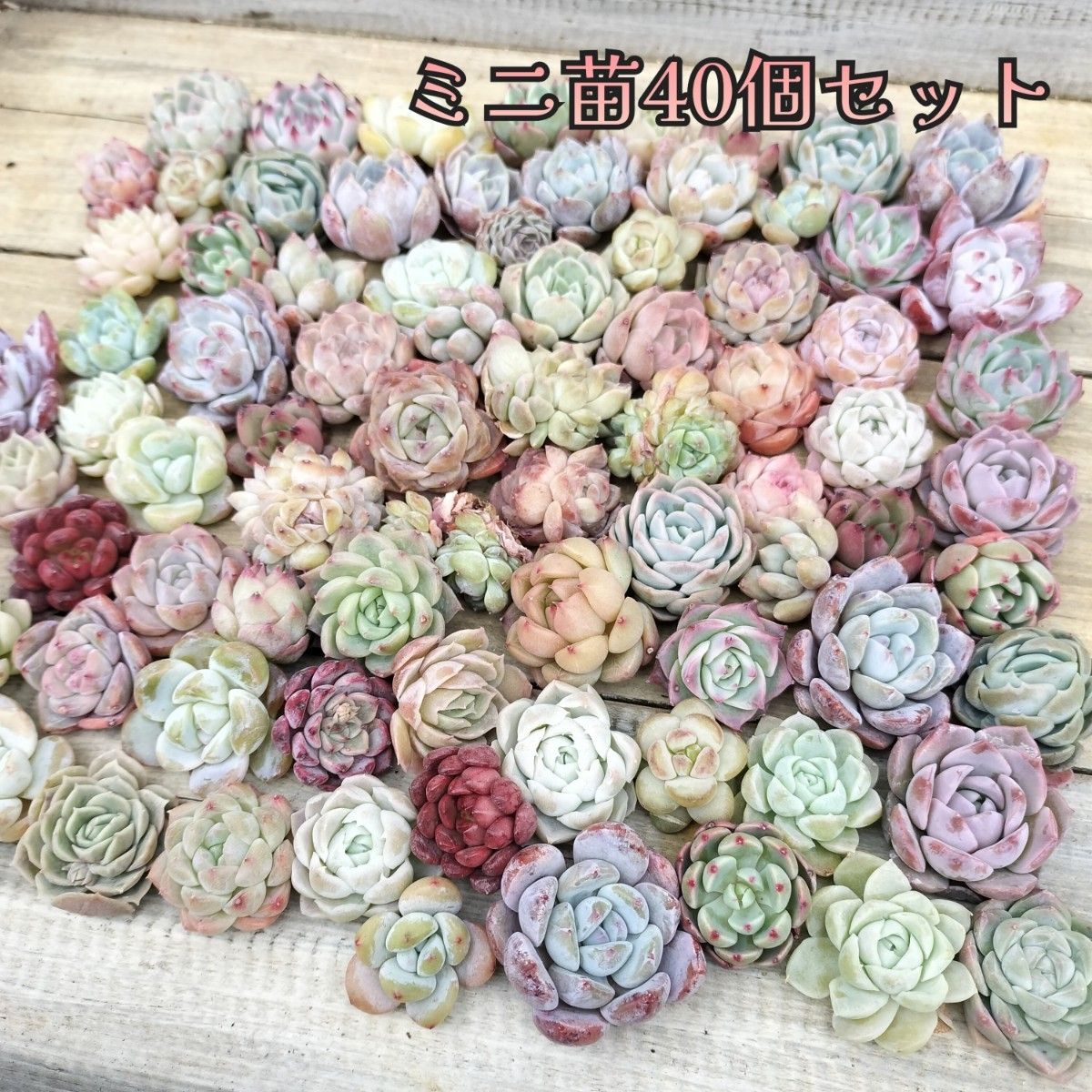 ミニ苗40個セット 多肉植物 エケベリア 詰め合わせ 寄せ植えに ミニ苗40個セット 多肉植物 エケベリア 詰め合わせ 寄せ植えに