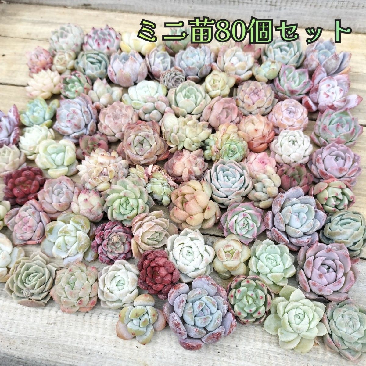 ミニ苗80個セット 多肉植物 エケベリア 詰め合わせ 寄せ植えに ミニ苗80個セット 多肉植物 エケベリア 詰め合わせ 寄せ植えに