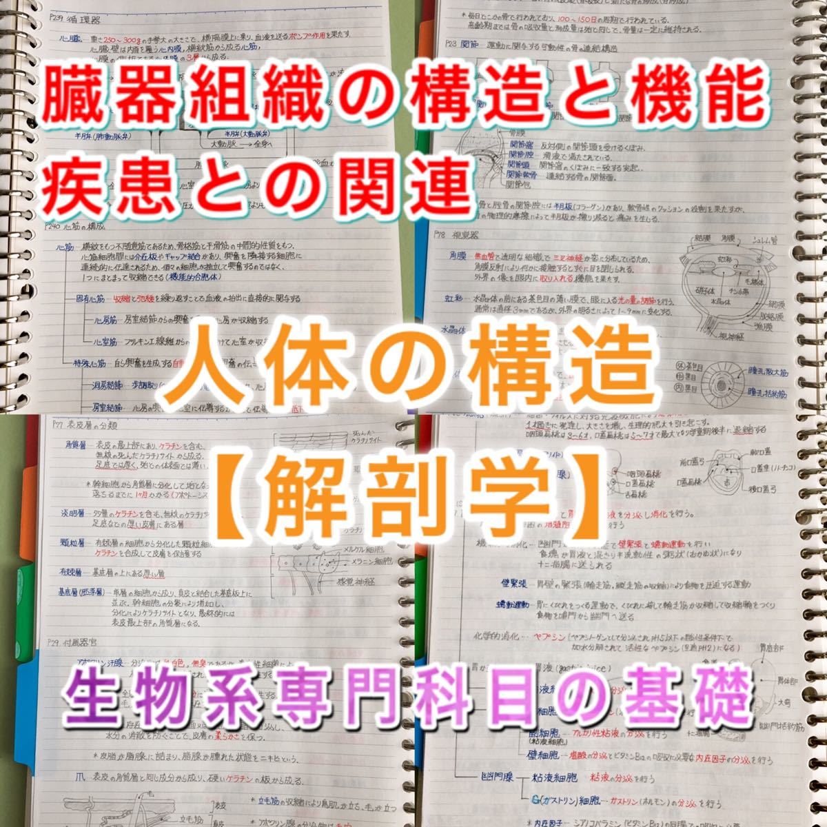 医療系学科定期試験、国家試験対策シリーズ【解剖学】まとめノート