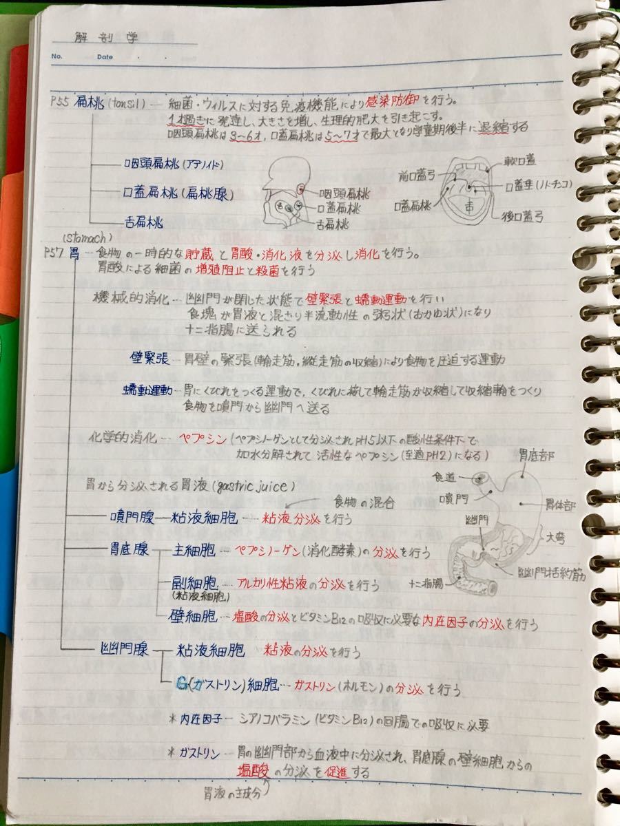 医療系学科定期試験、国家試験対策シリーズ【解剖学】まとめノート