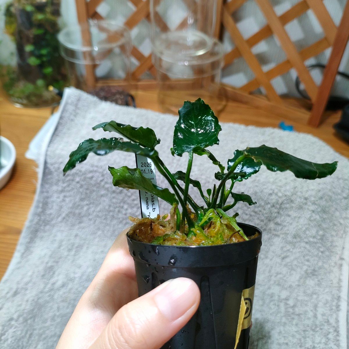 ⑥アヌビアス　キリン
