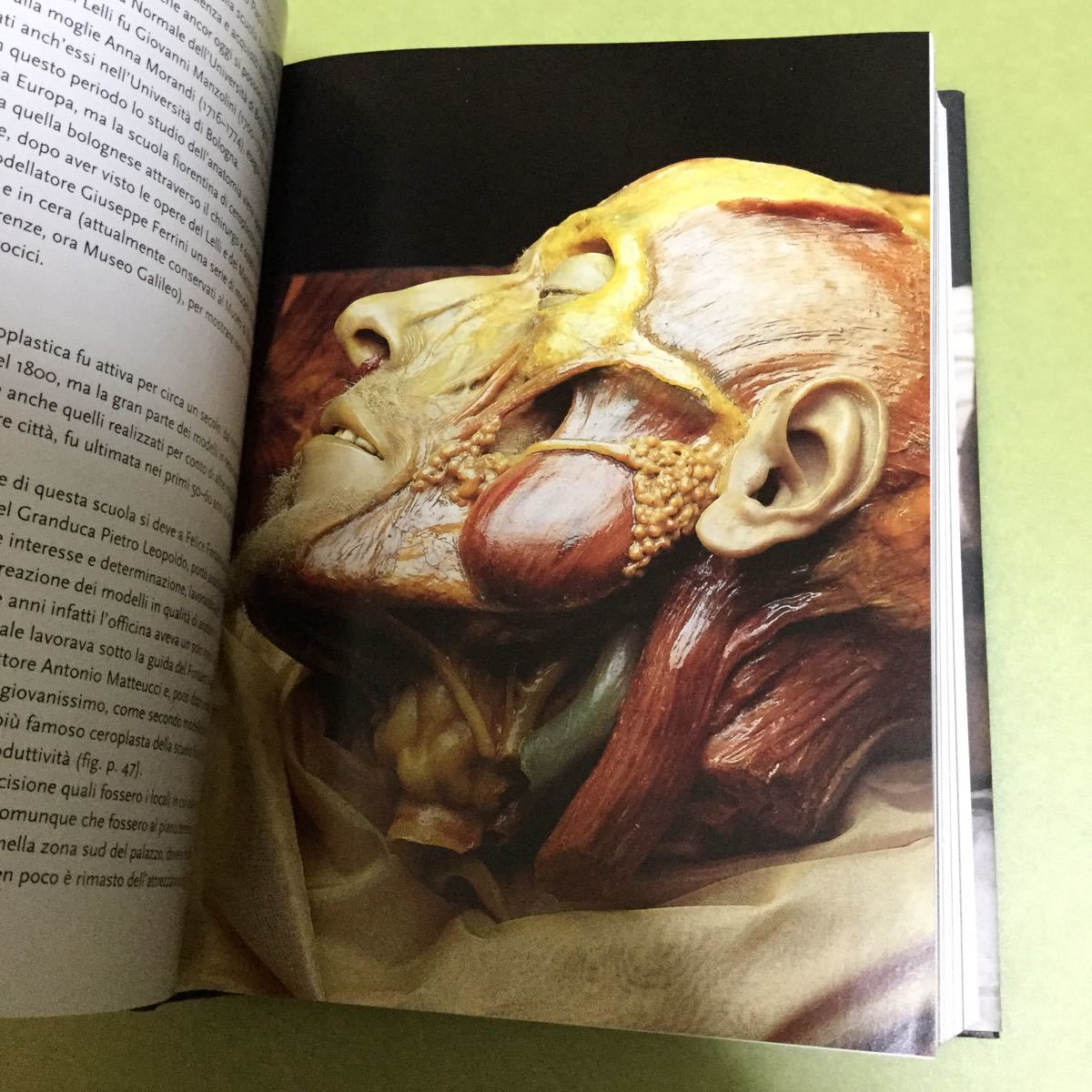 ◎人体の洋書 Encyclopaedia anatomica. Ediz. italiana ◎人体の洋書 Encyclopaedia anatomica. Ediz. italiana