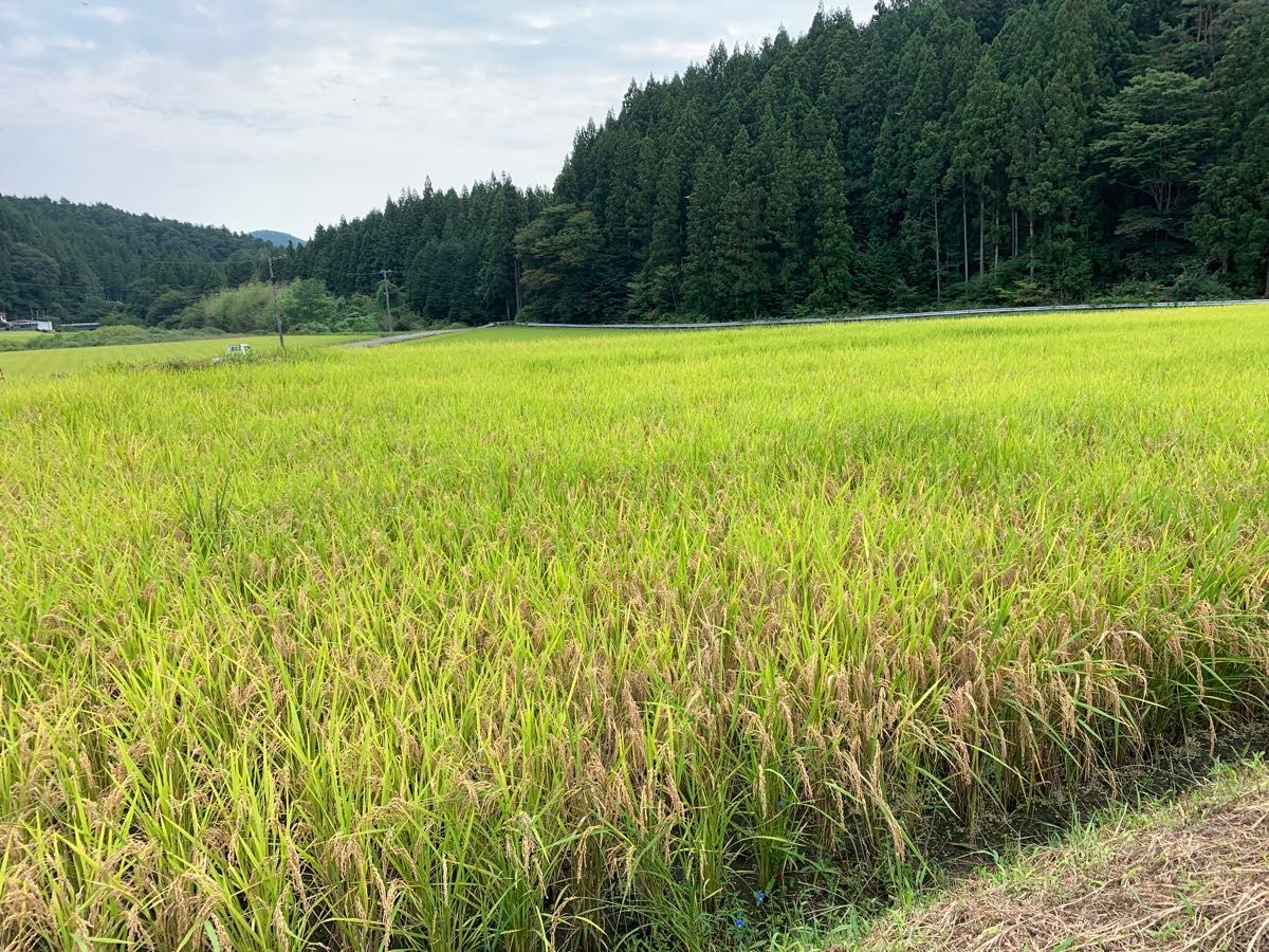 28 令和6年産 新米中米コシヒカリブレンド20kg 福島県産|Yahoo 28 令和6年産 新米中米コシヒカリブレンド20kg 福島県産|Yahoo