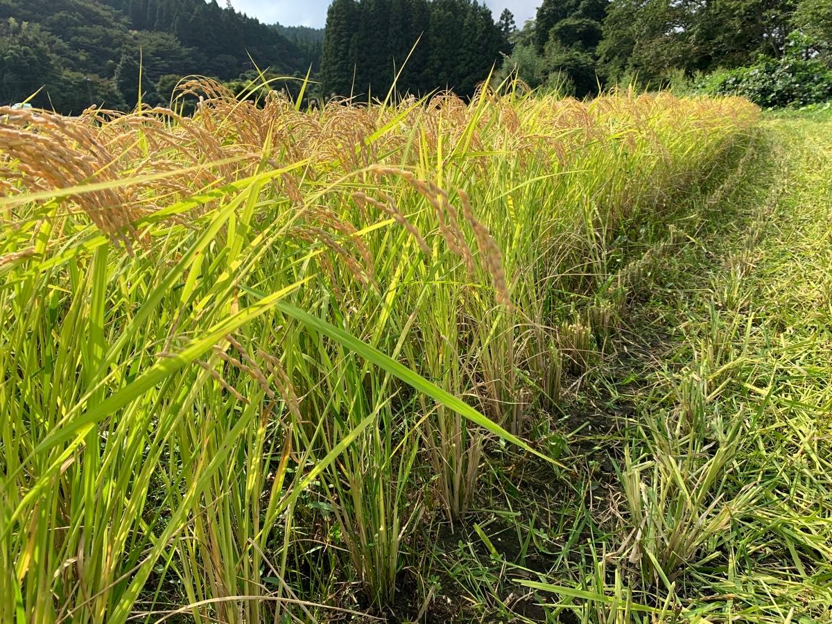 28 令和6年産 新米中米コシヒカリブレンド20kg 福島県産|Yahoo 28 令和6年産 新米中米コシヒカリブレンド20kg 福島県産|Yahoo