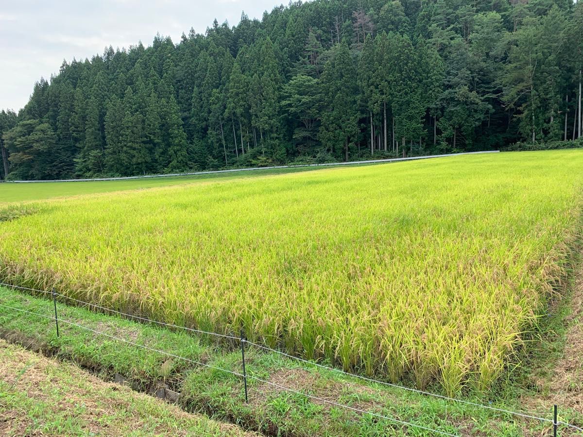 28 令和6年産 新米中米コシヒカリブレンド20kg 福島県産|Yahoo 28 令和6年産 新米中米コシヒカリブレンド20kg 福島県産|Yahoo