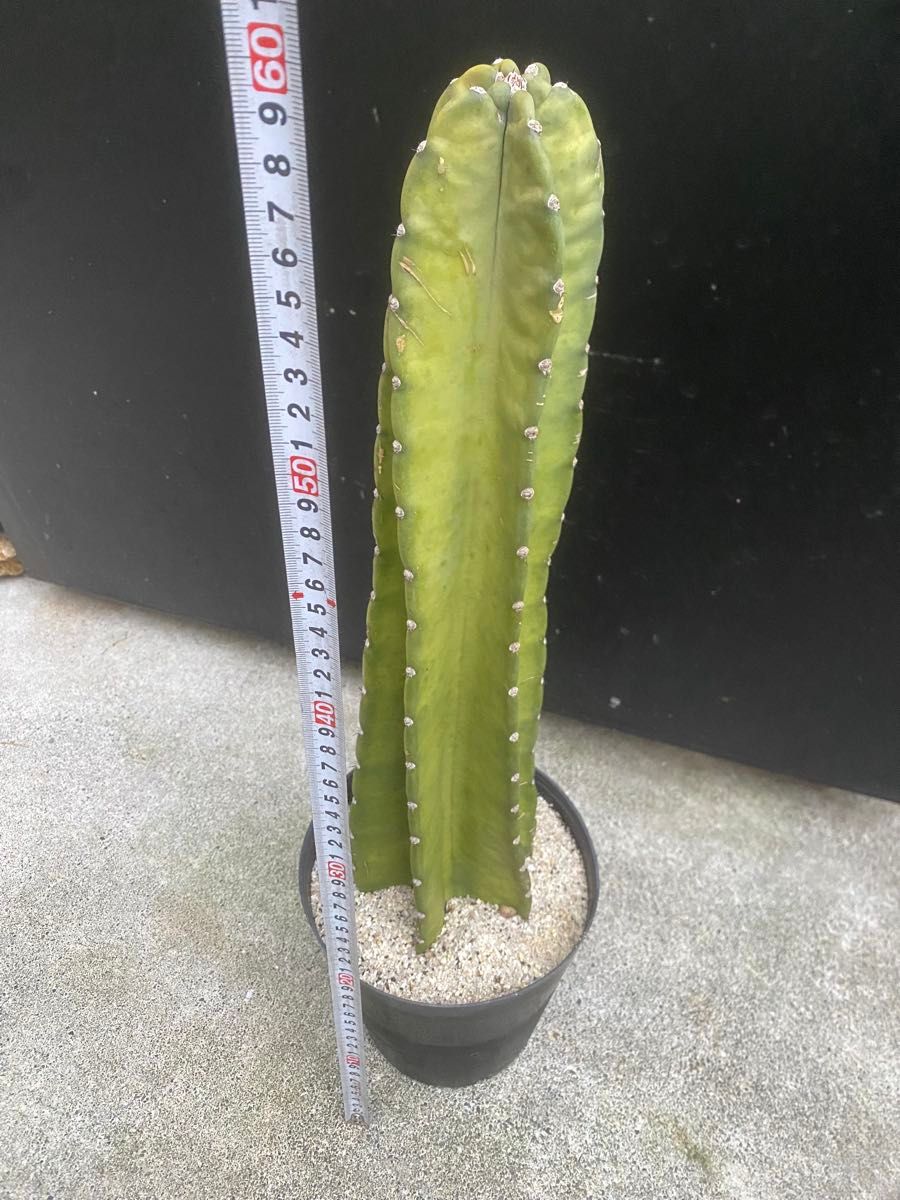 柱サボテン サボテン 地植え ドライガーデン 柱サボテン 鬼面角 柱サボテン サボテン 地植え ドライガーデン 柱サボテン 鬼面角