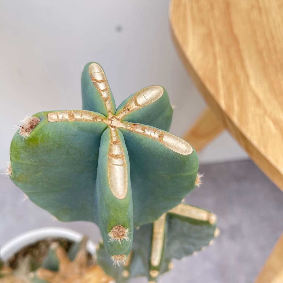柱サボテン ブランチ 34【現品】観葉植物 室内 ドライガーデン 柱サボテン ブランチ 34【現品】観葉植物 室内 ドライガーデン