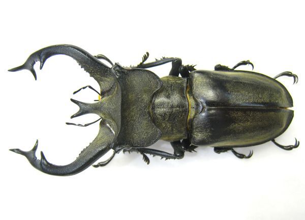 標本】特大 チベットミヤマクワガタ(ssp furcifer:ベトナム 標本】特大 チベットミヤマクワガタ(ssp furcifer:ベトナム