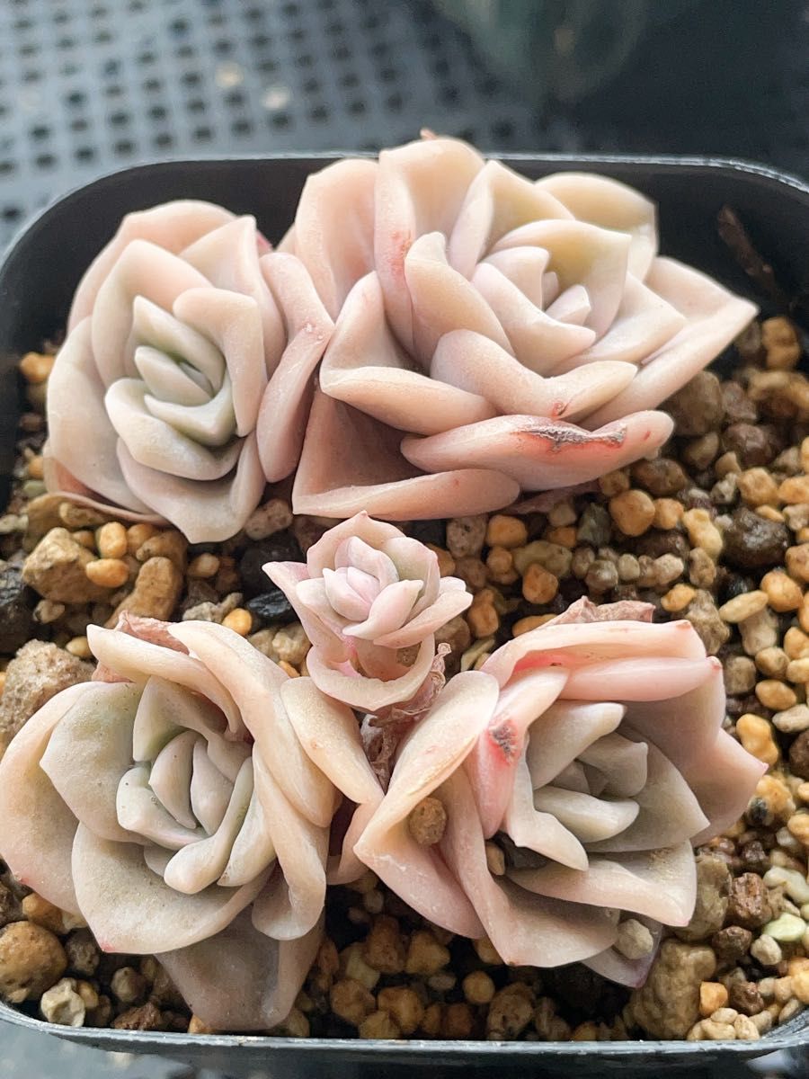 ラブリーローズ錦 白斑入り 7CM容器 抜き苗写真全部 多肉植物 ラブリーローズ錦 白斑入り 7CM容器 抜き苗写真全部 多肉植物