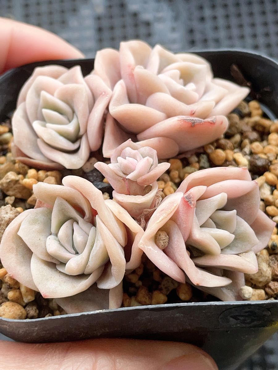 ラブリーローズ錦 白斑入り 7CM容器 抜き苗写真全部 多肉植物 ラブリーローズ錦 白斑入り 7CM容器 抜き苗写真全部 多肉植物