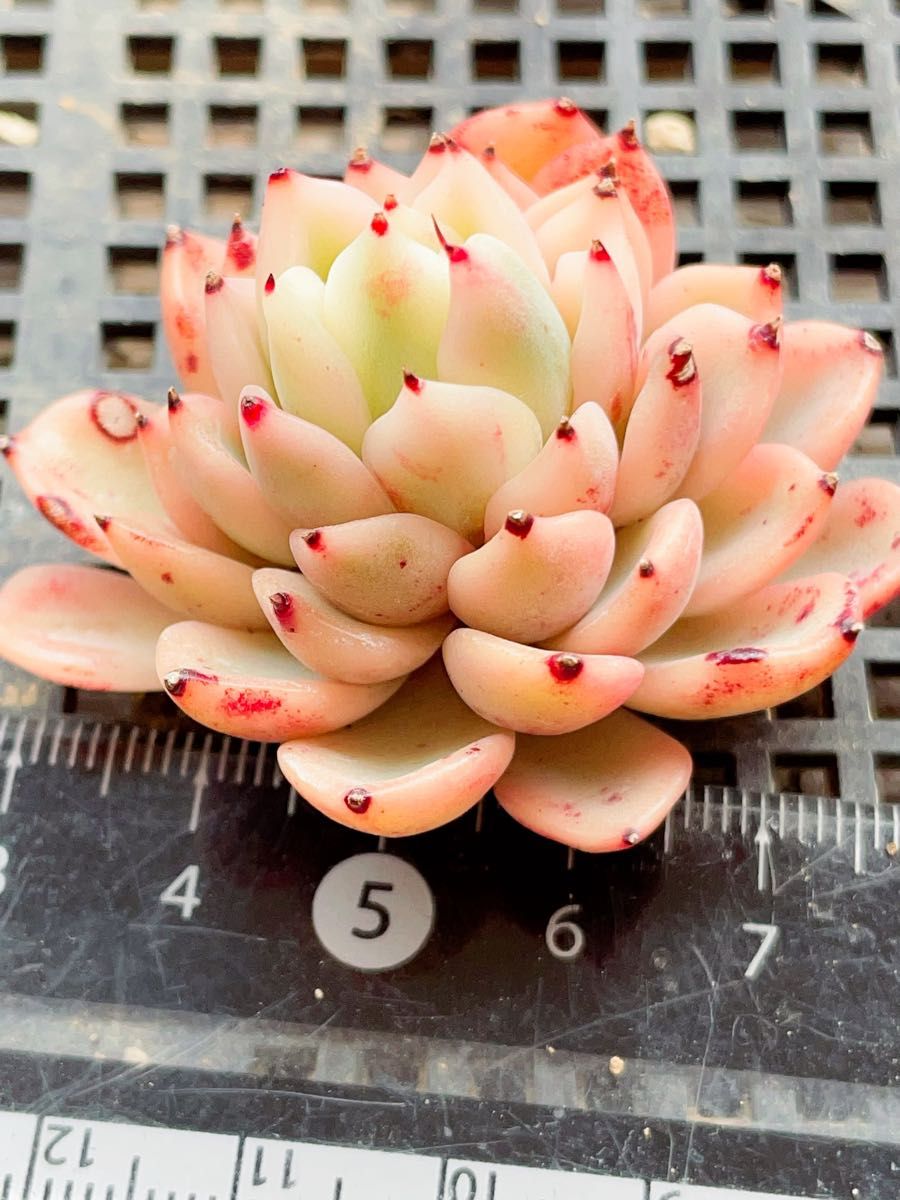 25 ギルバの妖精錦 美斑入り ピンク福 多肉植物