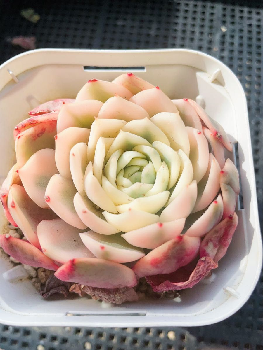 ピンククリスタルローズ錦 ピンク覆輪 発根済み苗 多肉植物 ピンククリスタルローズ錦 ピンク覆輪 発根済み苗 多肉植物