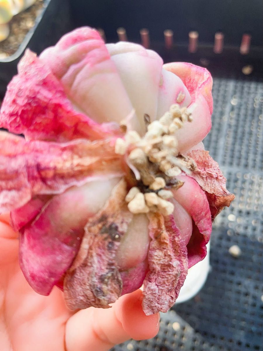 ピンククリスタルローズ錦 ピンク覆輪 発根済み苗 多肉植物 ピンククリスタルローズ錦 ピンク覆輪 発根済み苗 多肉植物