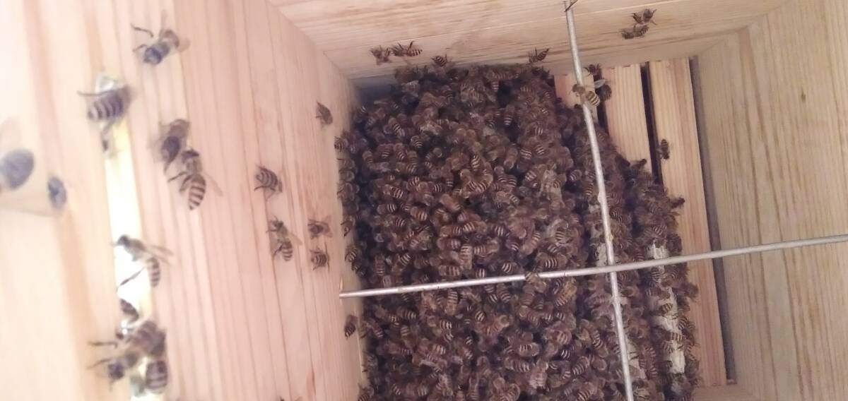 巣板が確認出来ます