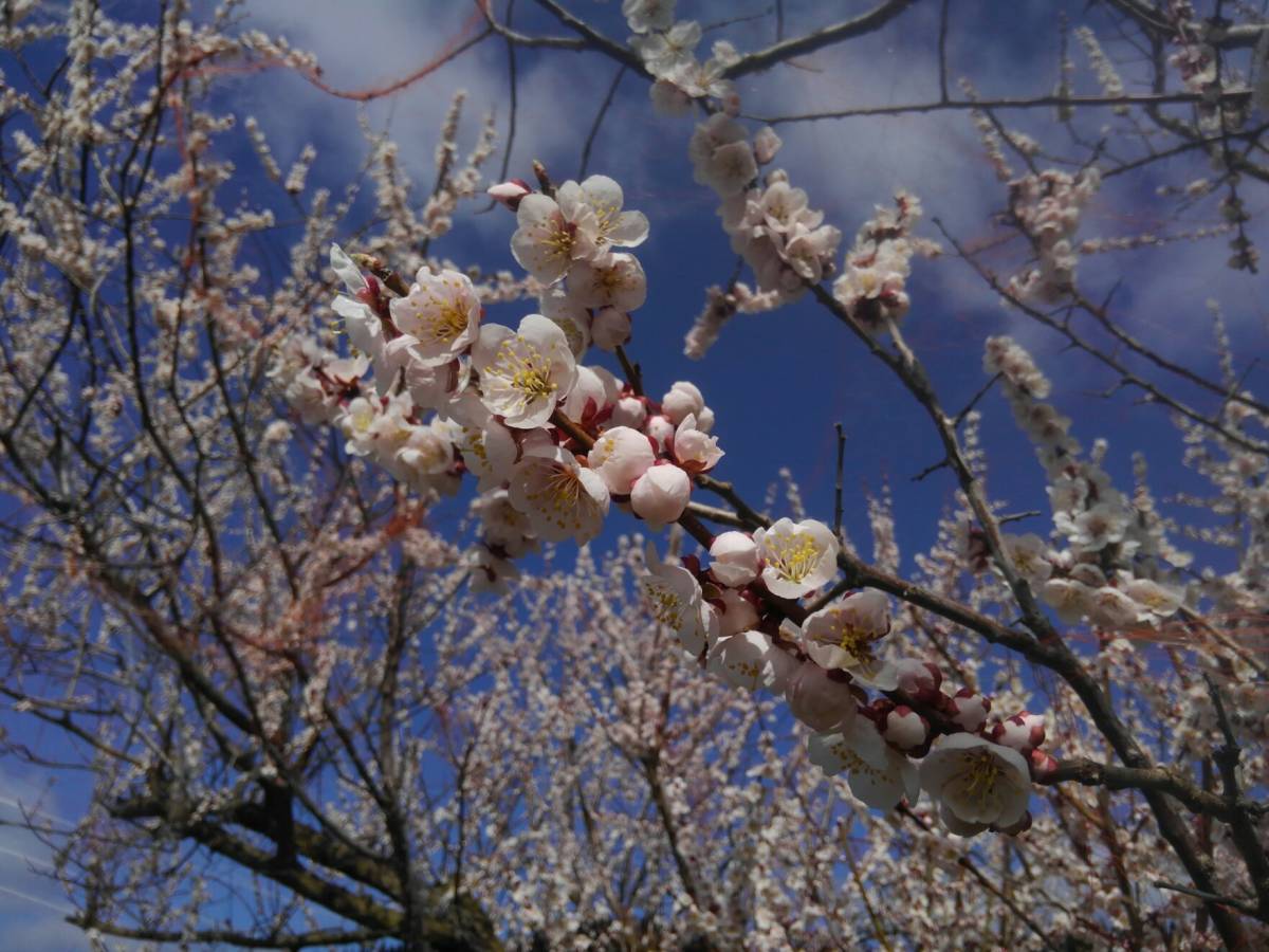 我が家で育てた梅の花です