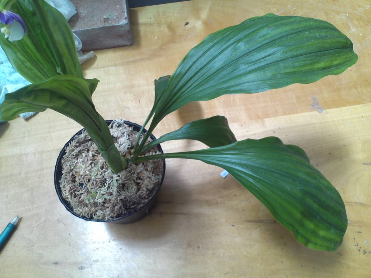 item_image_3