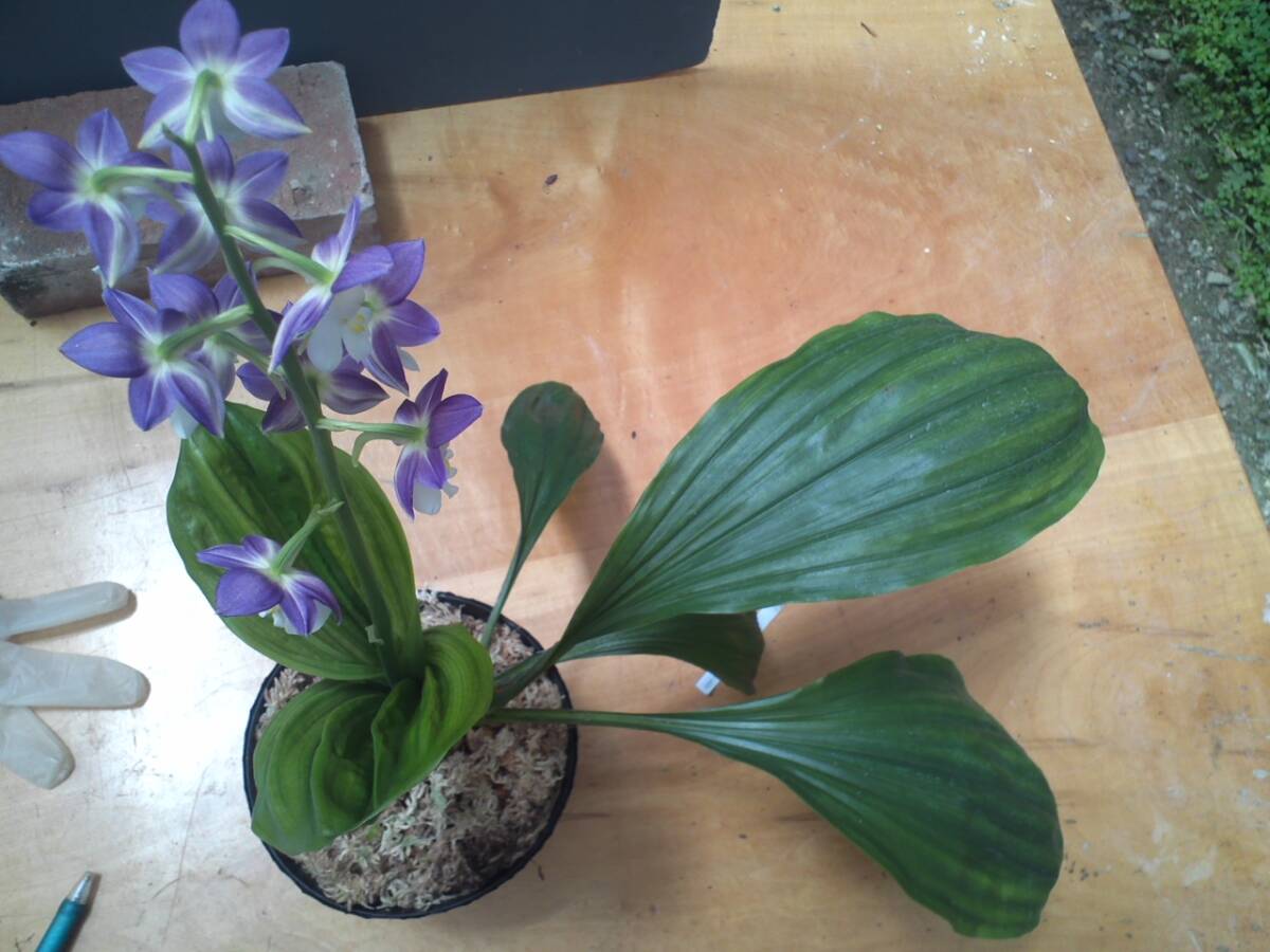 item_image_5