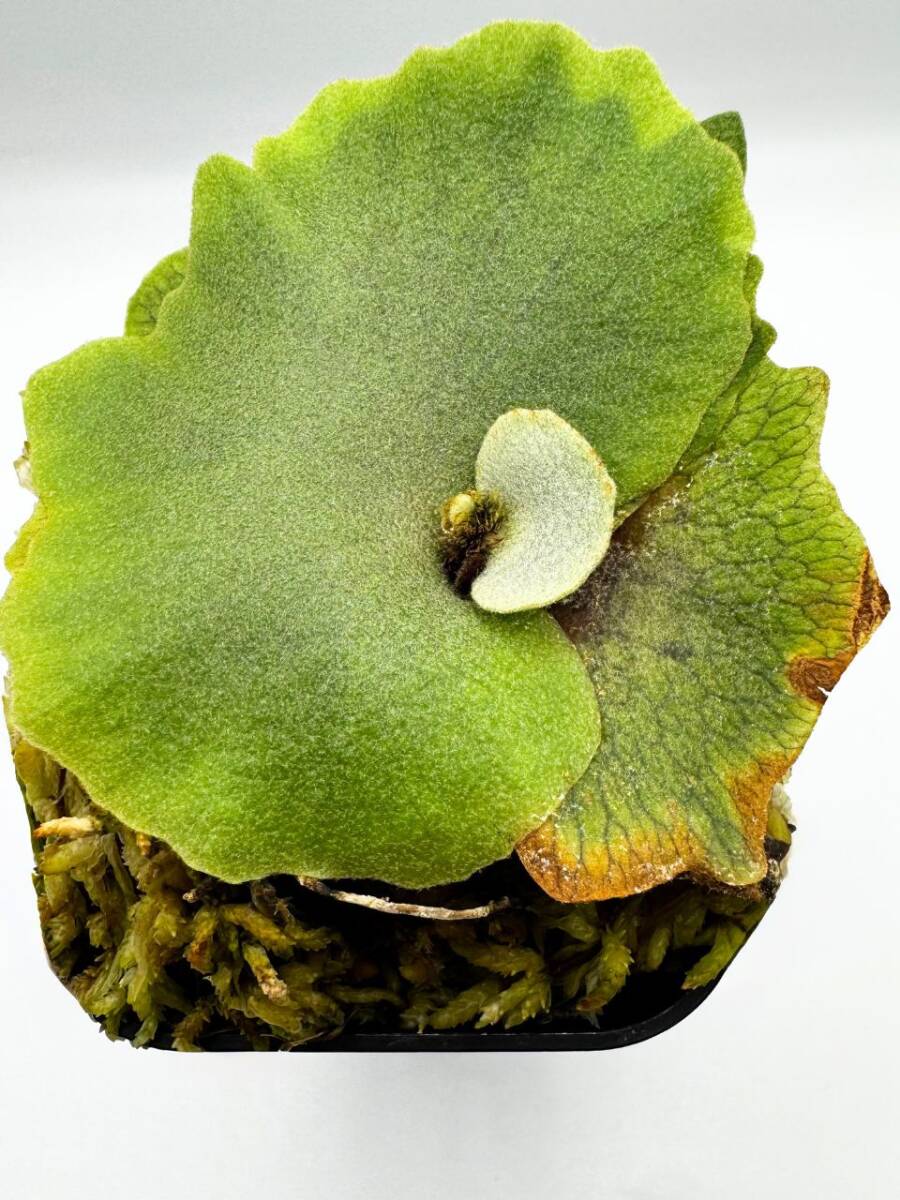 ビカクシダ ウィリンキー 胞子培養株 P.willinckii 'Nano' 胞子培養株#52 ビカクシダ ウィリンキー