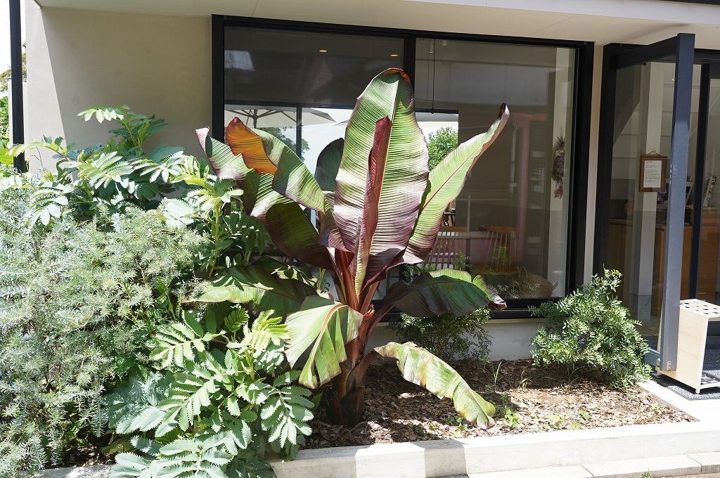 植栽の參考寫真