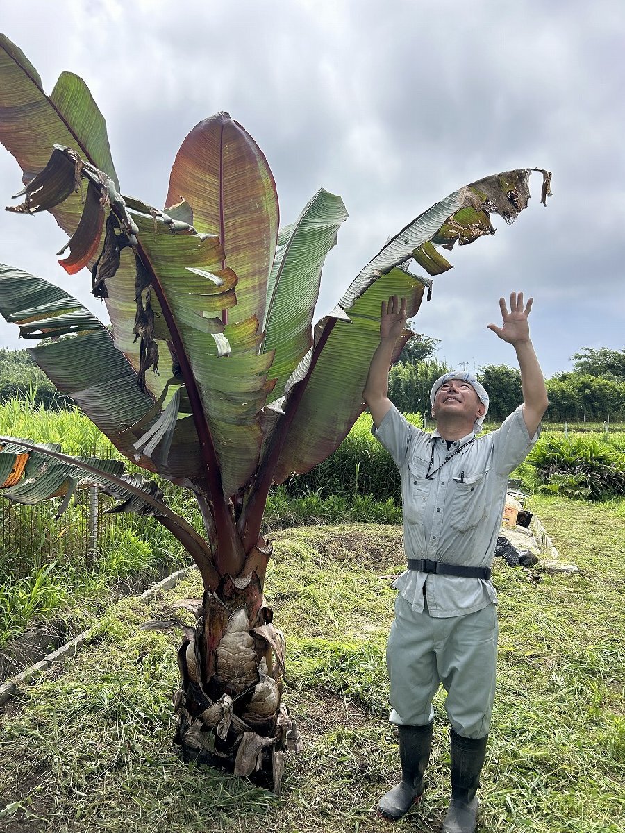 植栽3年目の株(參考寫真)