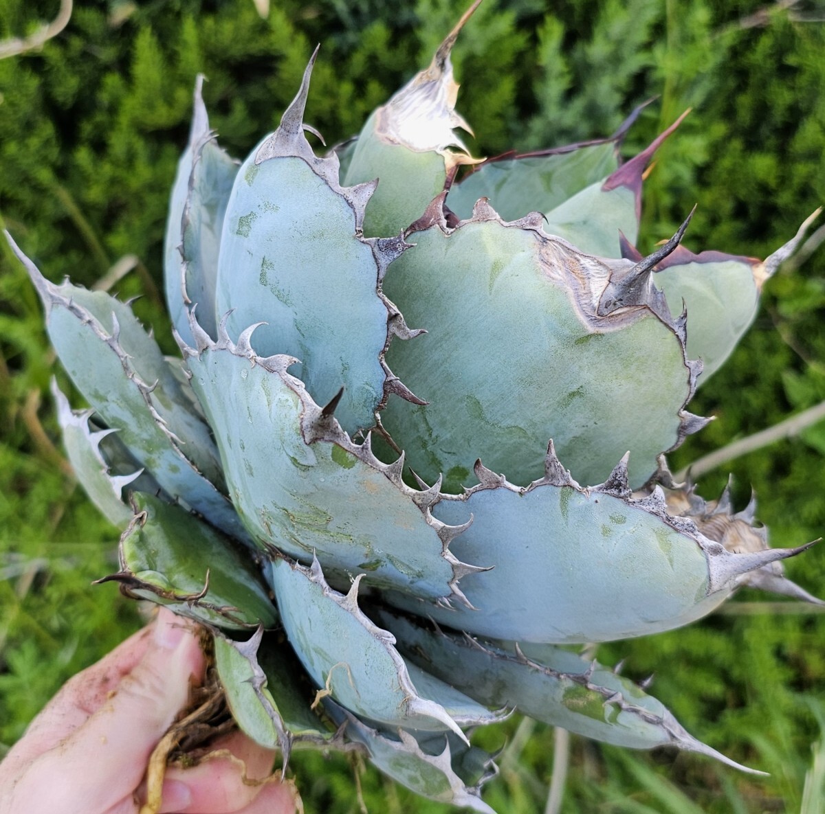 訳あり短葉強刺ブルーボール 検（agave FO 076 チタノータ