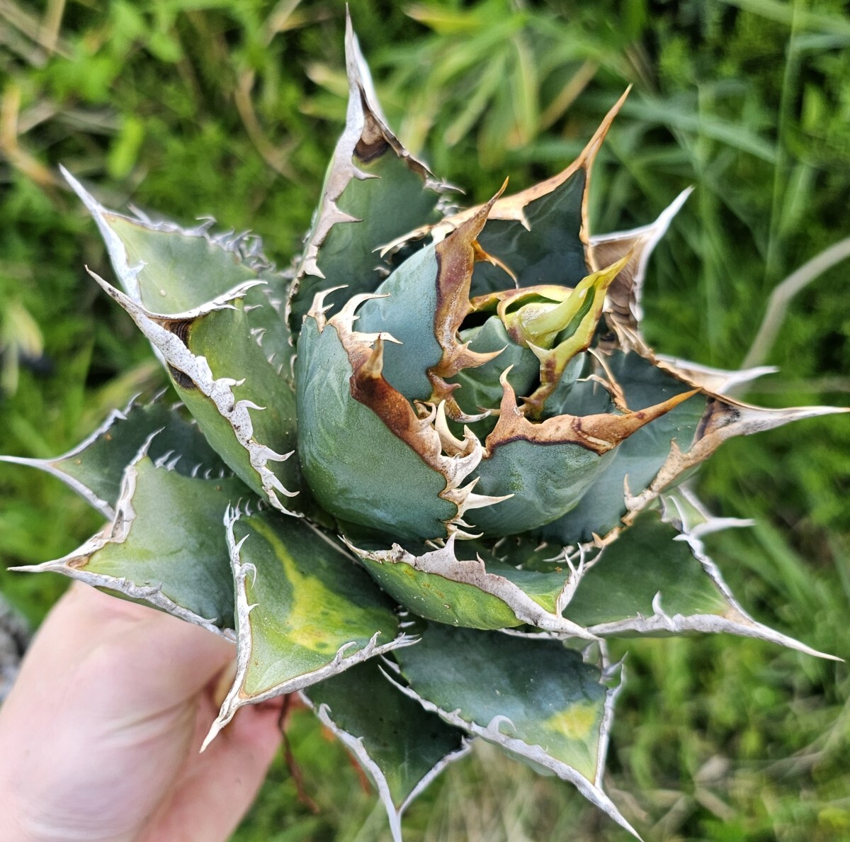 訳あり本気の海王　 検（agave FO　076 チタノータ　アガベ　白鯨　吉祥天　パリー パープソラム　氷山 ピンキー　好きにも