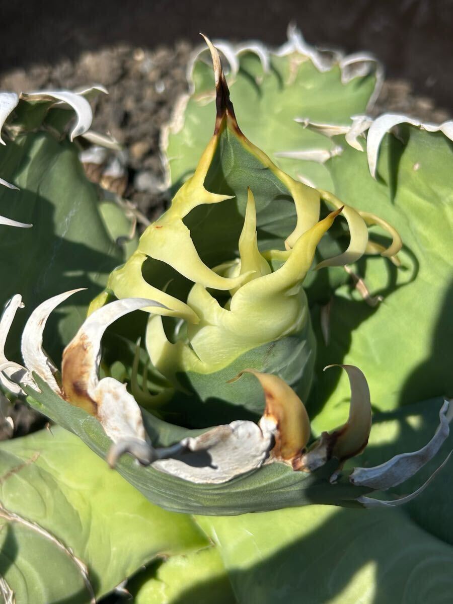 現(xiàn)品Agave oaxaca oteroi wild super strong needle big spine 真白鋸歯 ウネリ(アガベ オアハカ オテロイ ワイルド 超良血統(tǒng) 御神木　