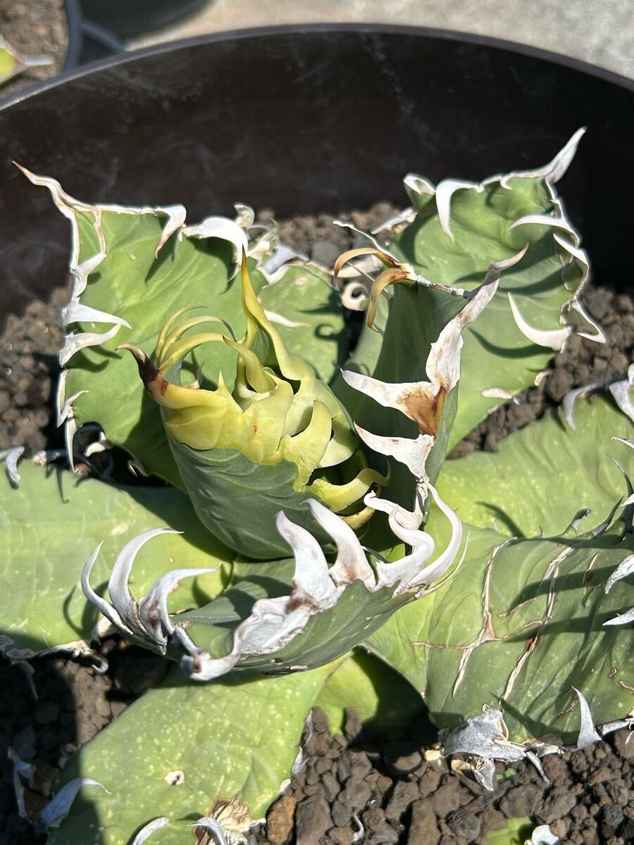 現(xiàn)品Agave oaxaca oteroi wild super strong needle big spine 真白鋸歯 ウネリ(アガベ オアハカ オテロイ ワイルド 超良血統(tǒng) 御神木　