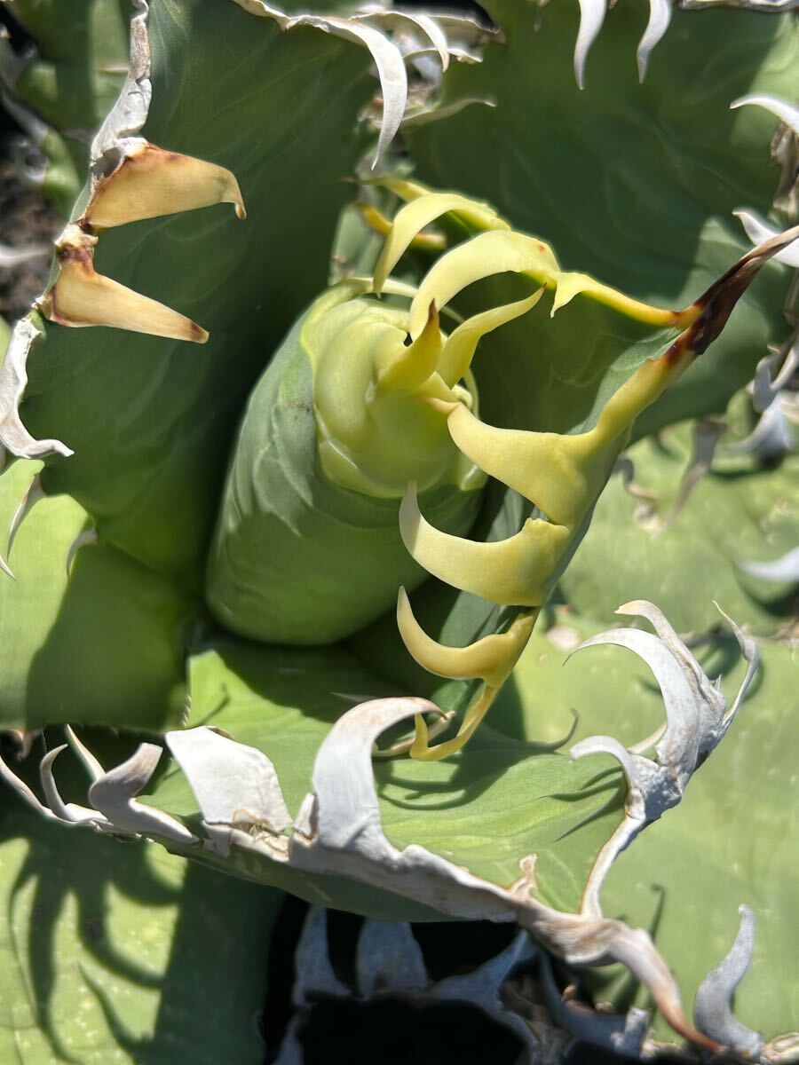 現(xiàn)品Agave oaxaca oteroi wild super strong needle big spine 真白鋸歯 ウネリ(アガベ オアハカ オテロイ ワイルド 超良血統(tǒng) 御神木　