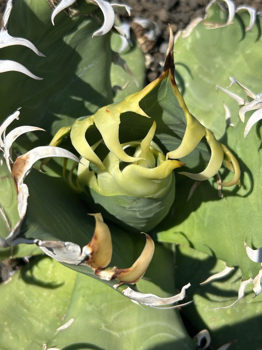 現(xiàn)品Agave oaxaca oteroi wild super strong needle big spine 真白鋸歯 ウネリ(アガベ オアハカ オテロイ ワイルド 超良血統(tǒng) 御神木　