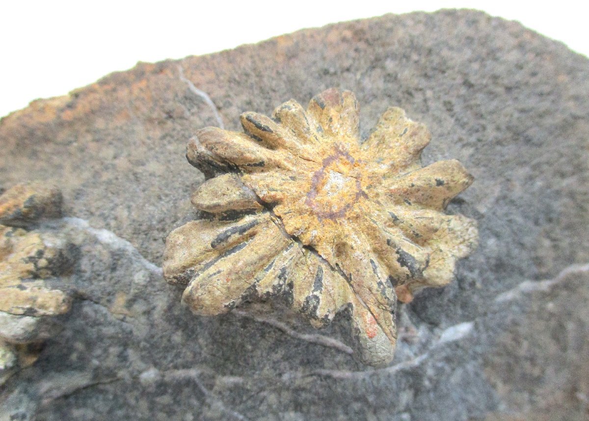 天然石 菊花石　岐阜県根尾　鑑賞石 菊花石 岐阜県根尾谷産4.0㌔ 鑑賞石 観賞石 水石 盆石 鉱物