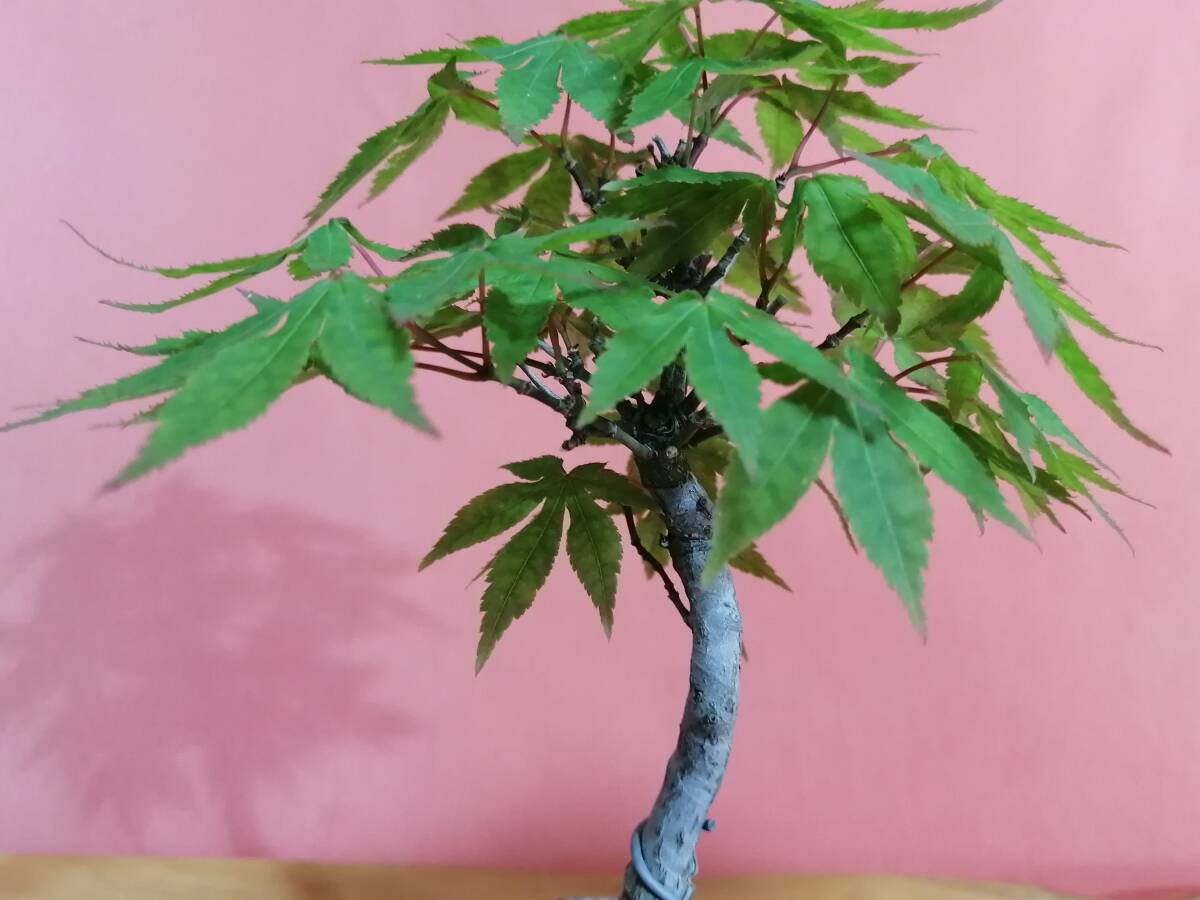 item_image_7
