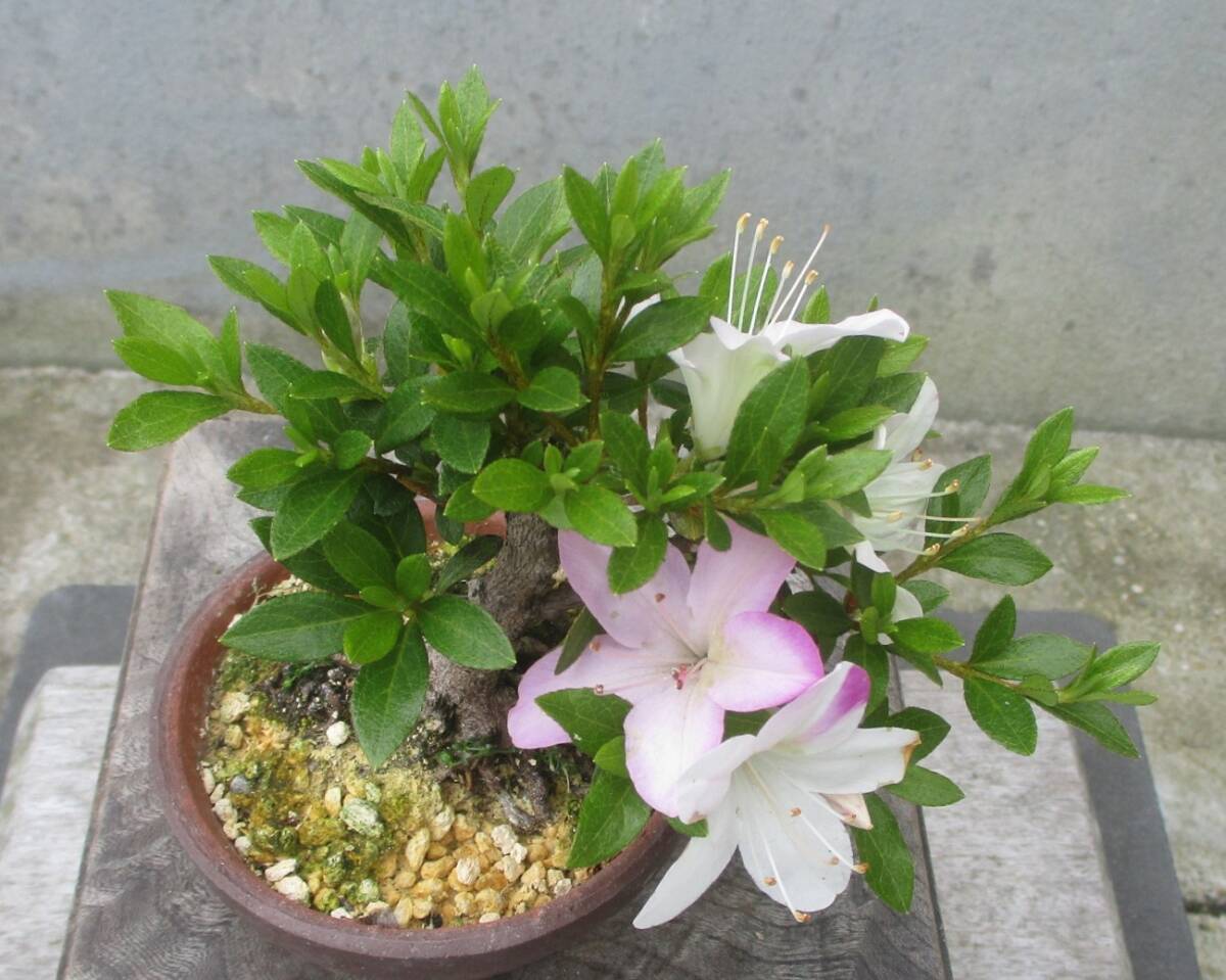 極小品　さつき盆栽　　◆かぐや姫◆　　鉢　?。程? bimg=