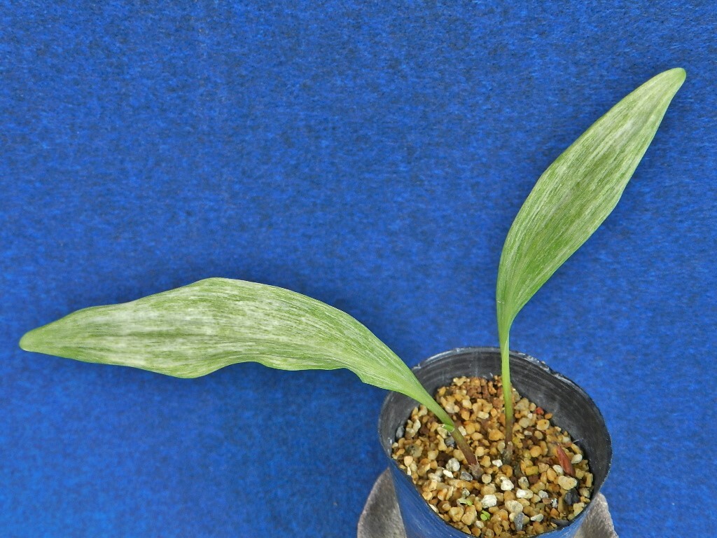 斑入(白砂子) 行者ニンニク　B ?珍品?花木?山野草