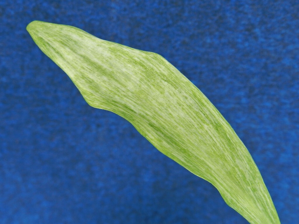 斑入(白砂子) 行者ニンニク　B ?珍品?花木?山野草