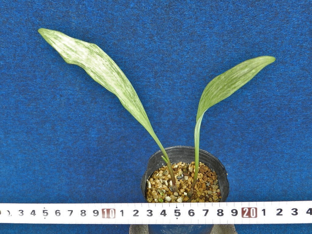 斑入(白砂子) 行者ニンニク　B ?珍品?花木?山野草