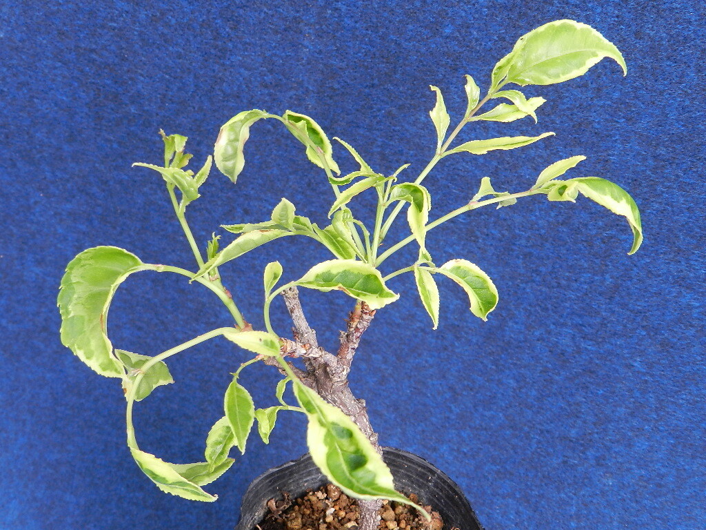 斑入(黃三光覆輪)　ゴンズイ　?珍品?花木?山野草