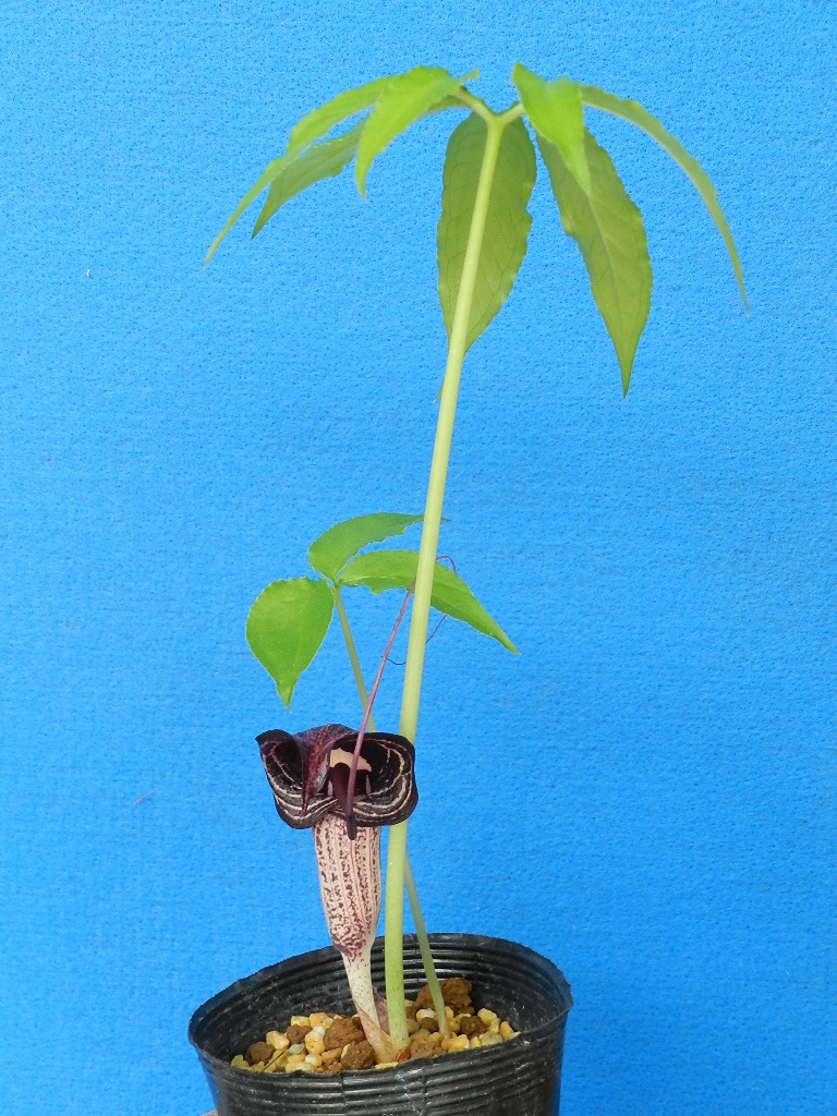 姫ウラシマ草(茶黒系花)　A?珍品?花木?山野草?天南星