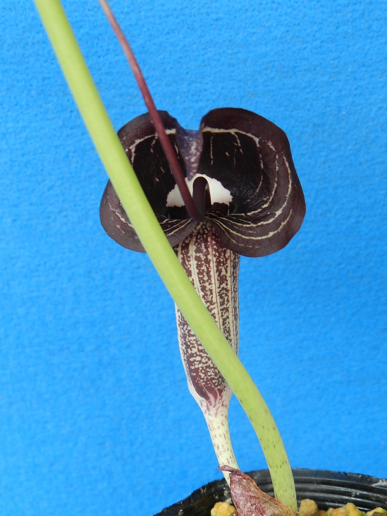 姫ウラシマ草(茶黒系花)　C?珍品?花木?山野草?天南星