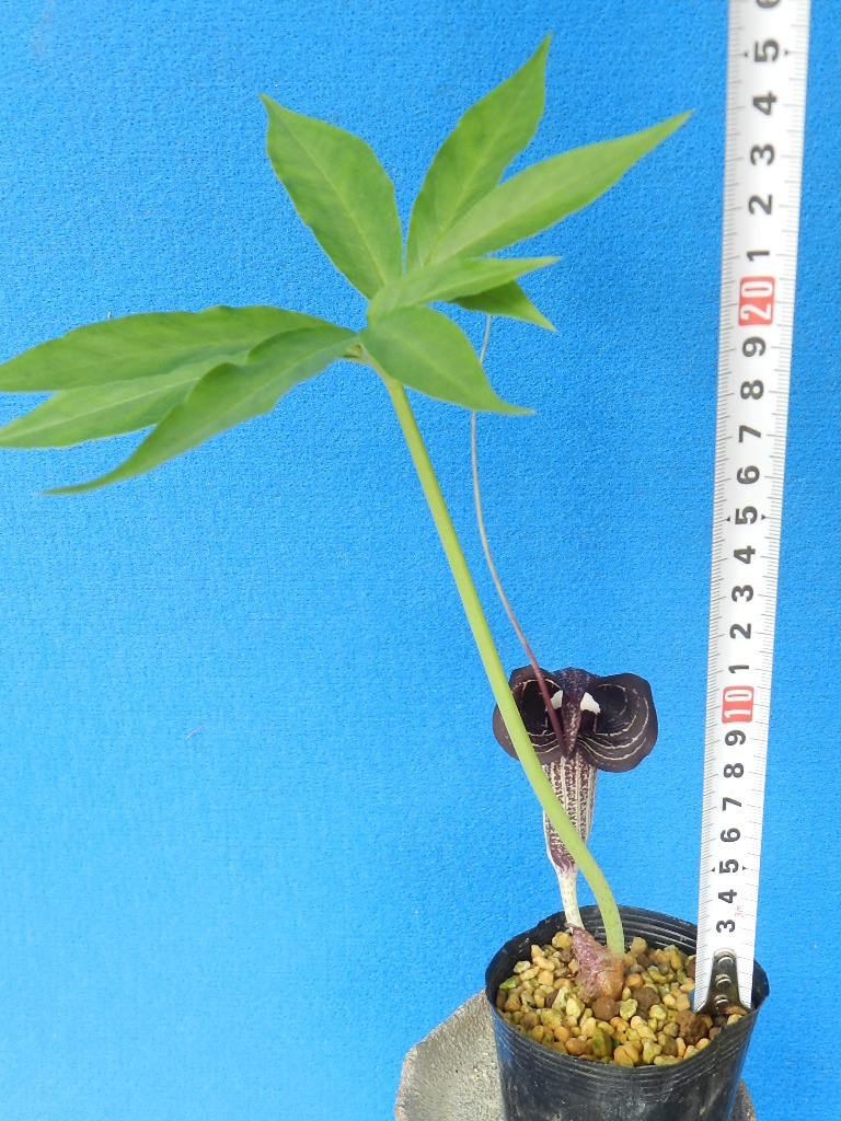 姫ウラシマ草(茶黒系花)　C?珍品?花木?山野草?天南星