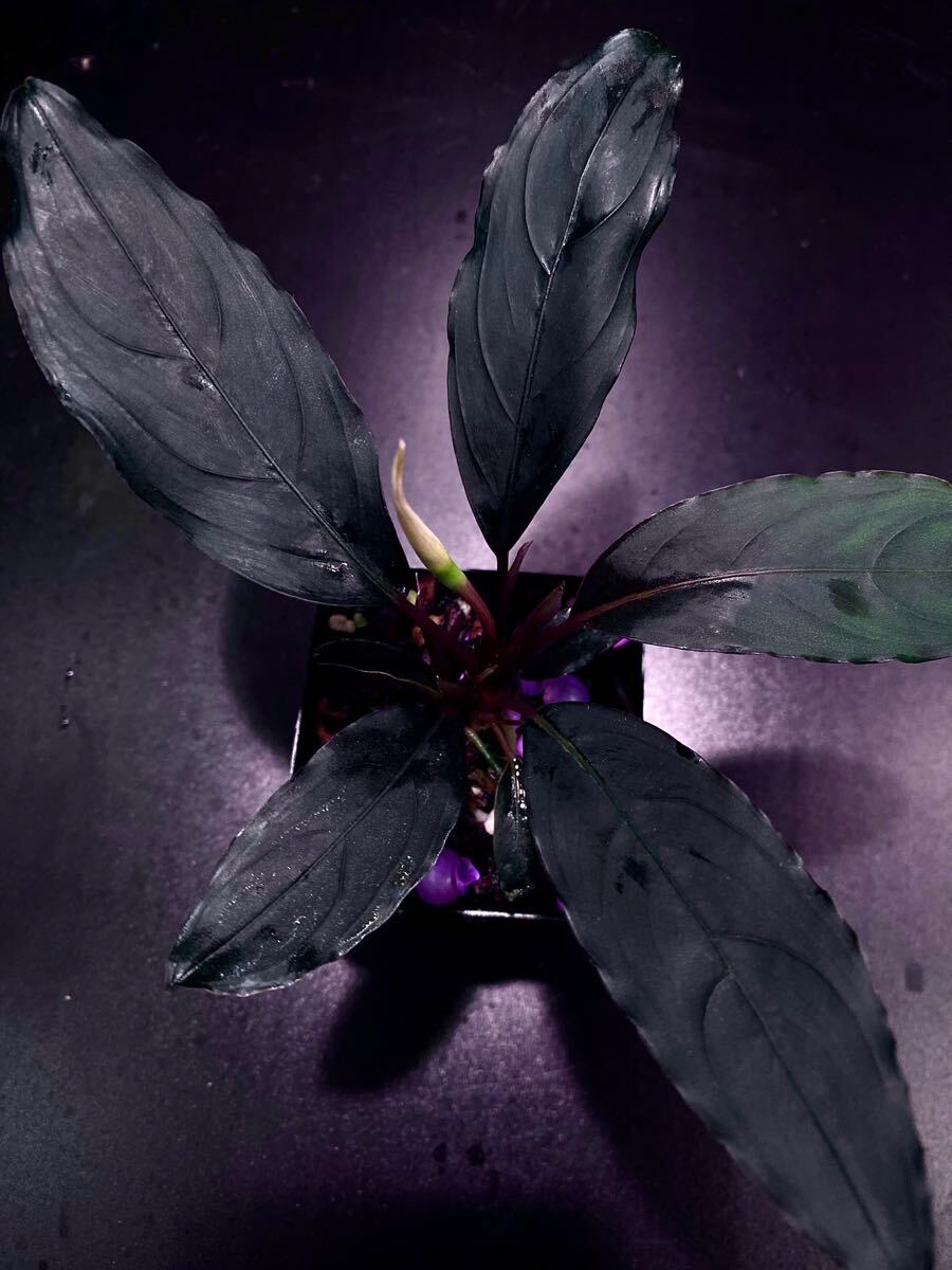 Yahoo!オークション - Bucephalandra sp. Mandau 水上葉