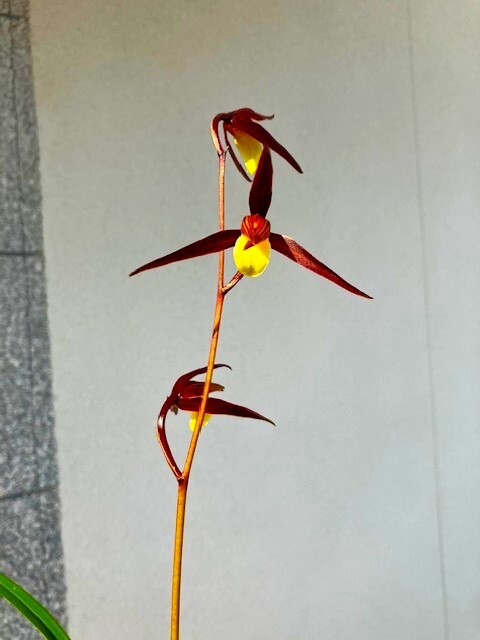 ※方弁:5㎝位