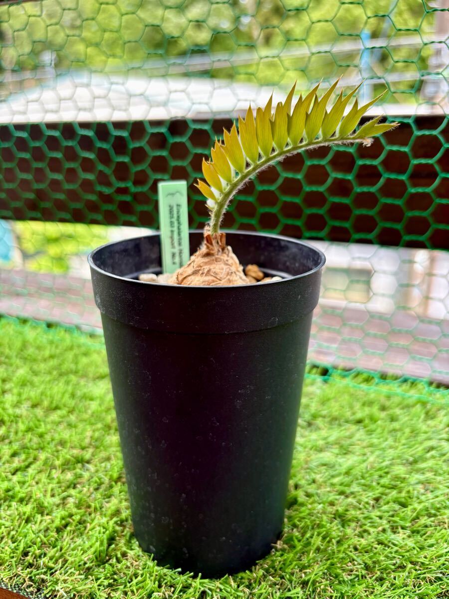 Encephalartos horridus エンセファラルトス ホリダス 現(xiàn)地実生株 矮小個體 検索： パキポディウム コーデックス ザミア ソテツ 姫鬼蘇鉄