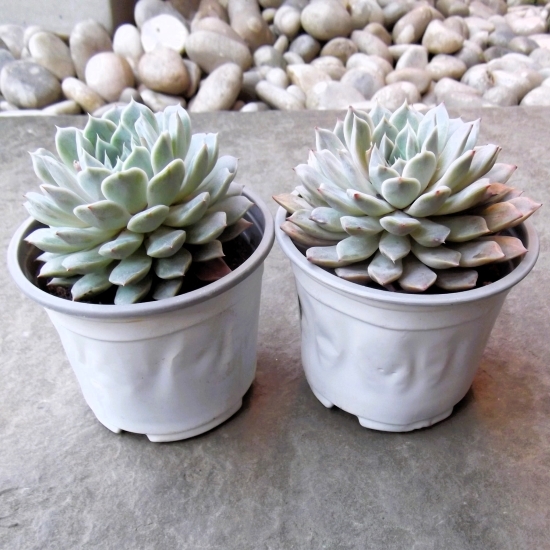 ２株『エケベリア?マリーベル＊Echeveria Mary Bell』３號×??
