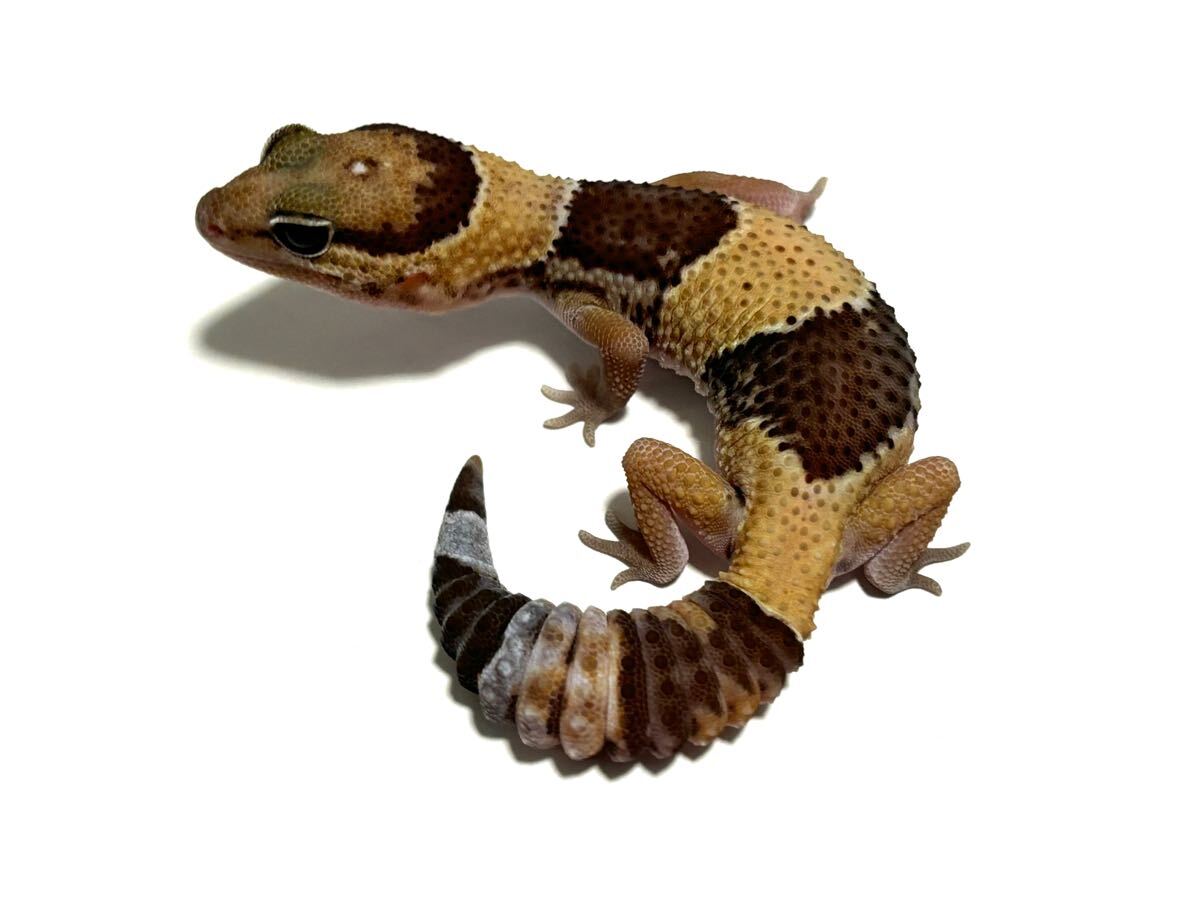 item_image_8