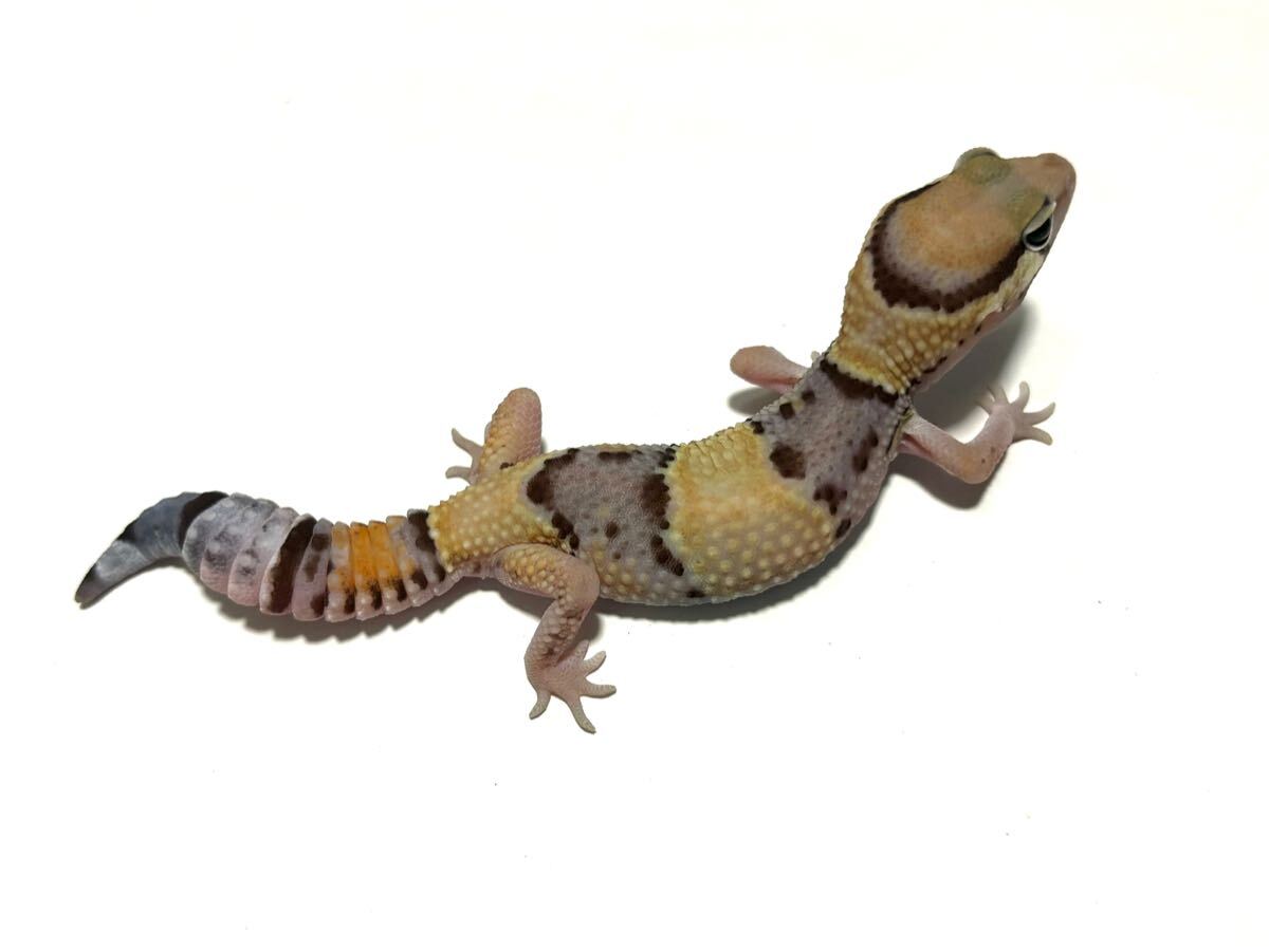 item_image_10
