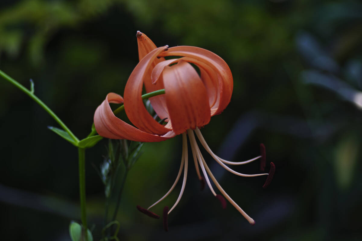 鬼ユリ無点花