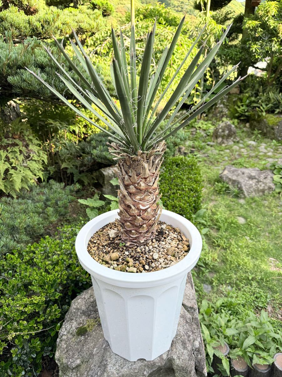  ユッカ フィリフェラ 太 耐寒性ー15 ドライガーデン 地植え シンボルツリー　ガーデニング Yucca 庭　希少　発根 新葉 レア