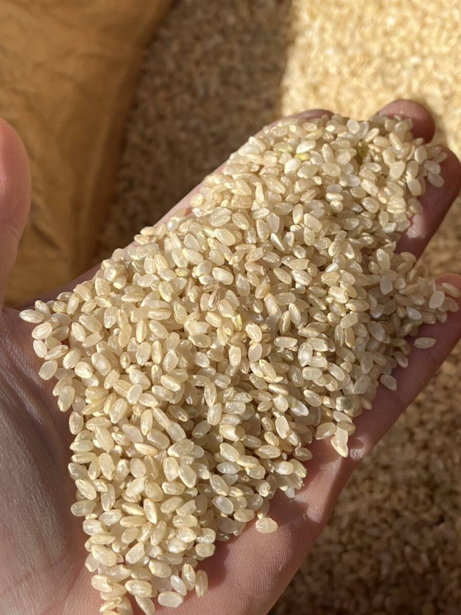 割れ米2☆精米機ではじかれたお米 ☆より綺麗な割れ米☆ 鳥や